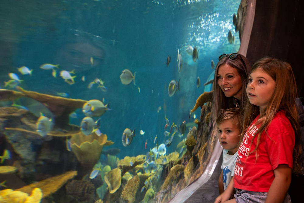 西雅图水族馆 - 图片 3 的 5