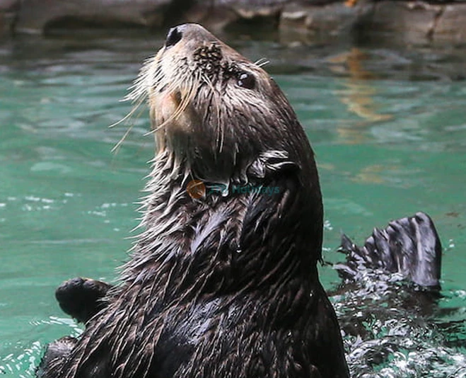 Seattle Aquarium - Image 5 of 5