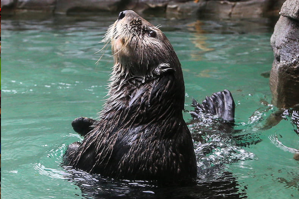 西雅图水族馆 - Image 5 of 9