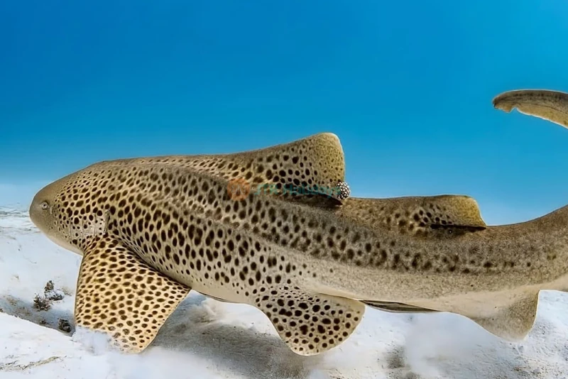 Seattle Aquarium - Image 7 of 9