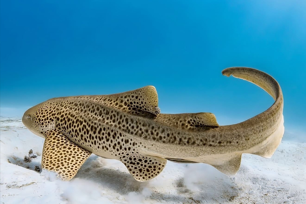 西雅图水族馆 - Image 7 of 9