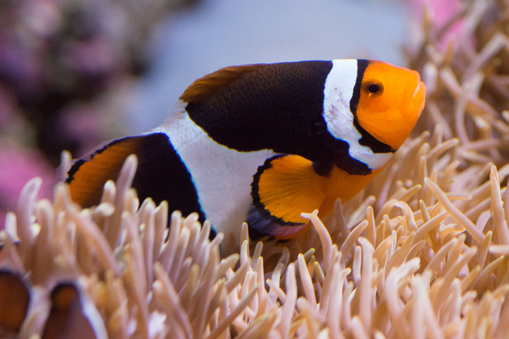 西雅图水族馆 - Image 8 of 9