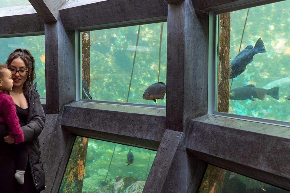 西雅图水族馆 - Image 9 of 9