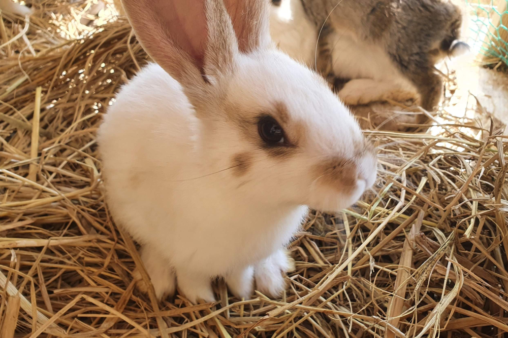 Alpaca World Hongcheon - Image 1 of 5