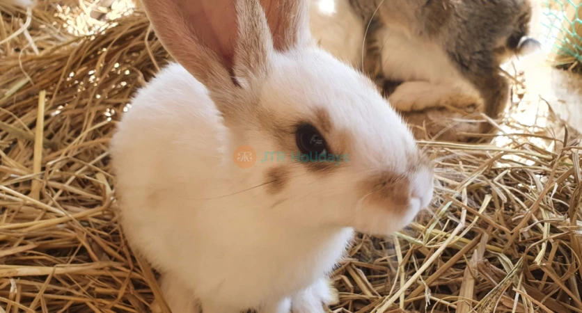 Alpaca World Hongcheon - Meet Adorable Alpacas & Enjoy Nature - JTR Holidays