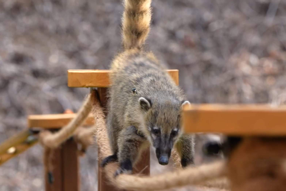 Alpaca World Hongcheon - Image 2 of 5
