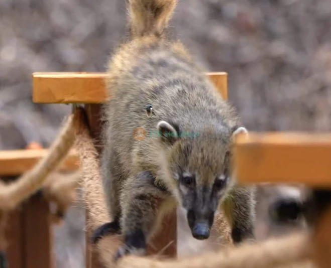 Alpaca World Hongcheon - Meet Adorable Alpacas & Enjoy Nature - JTR Holidays - Image 2 of 5
