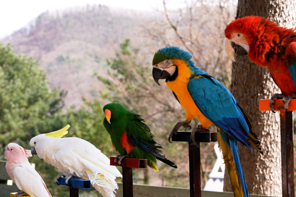 Alpaca World Hongcheon - Visit Alpaca World Hongcheon and enjoy a fun day surrounded by nature and friendly animals. At Alpaca World Hongcheon, meet adorable alpacas, feed them, and even take them on a walk. Explore the green forest of Alpaca World Hongcheon, home to rabbits, deer, ponies, and more. Relax and relieve stress as you interact with animals at Alpaca World Hongcheon. A perfect place for families, friends, and nature lovers, Alpaca World Hongcheon offers a unique and peaceful experience. Don’t miss the chance to visit Alpaca World Hongcheon and create unforgettable memories! Alpaca World Hongcheon - Image 3 of 5