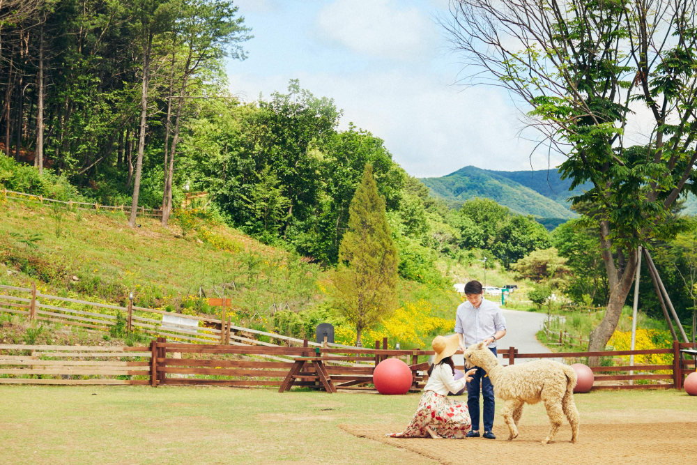 Alpaca World Hongcheon - Visit Alpaca World Hongcheon and enjoy a fun day surrounded by nature and friendly animals. At Alpaca World Hongcheon, meet adorable alpacas, feed them, and even take them on a walk. Explore the green forest of Alpaca World Hongcheon, home to rabbits, deer, ponies, and more. Relax and relieve stress as you interact with animals at Alpaca World Hongcheon. A perfect place for families, friends, and nature lovers, Alpaca World Hongcheon offers a unique and peaceful experience. Don’t miss the chance to visit Alpaca World Hongcheon and create unforgettable memories! Alpaca World Hongcheon - Image 4 of 5