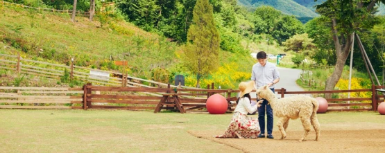 Alpaca World Hongcheon - Meet Adorable Alpacas & Enjoy Nature - JTR Holidays