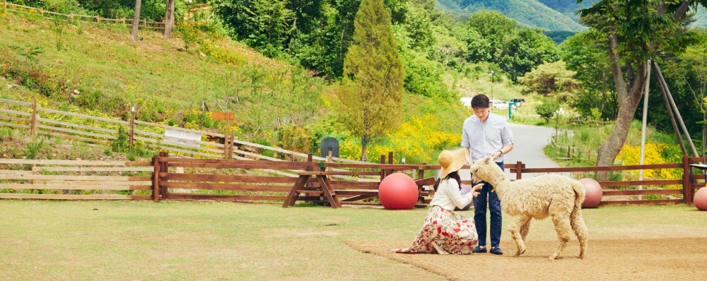 Alpaca World Hongcheon - Meet Adorable Alpacas & Enjoy Nature - JTR Holidays - Image 4 of 5