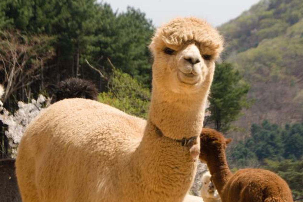 Alpaca World Hongcheon - Image 5 of 5
