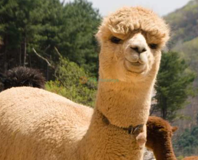 Alpaca World Hongcheon - Imagen 5 de 5