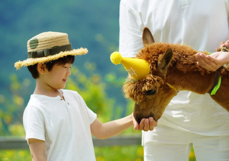 Alpaca World Hongcheon