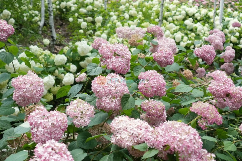 Romyzian Garden – A Serene Escape with Nature, Art & Wellness - JTR Holidays - Image 6 of 7