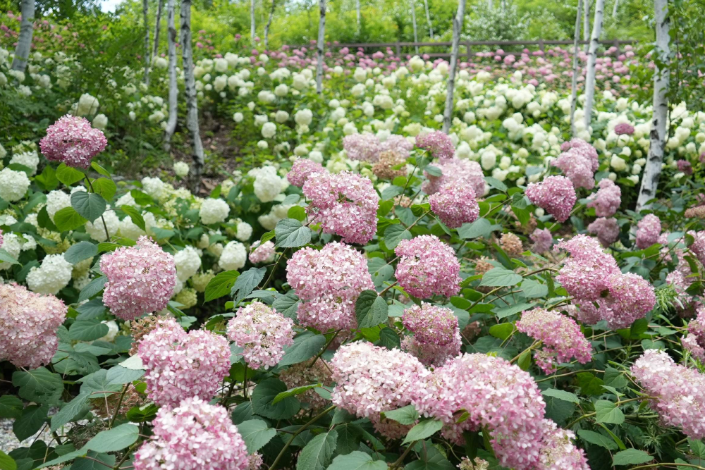 Romyzian Garden Gangwon - Image 6 of 7