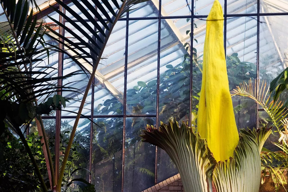 Royal Botanic Gardens, Kew - Image 6 of 7