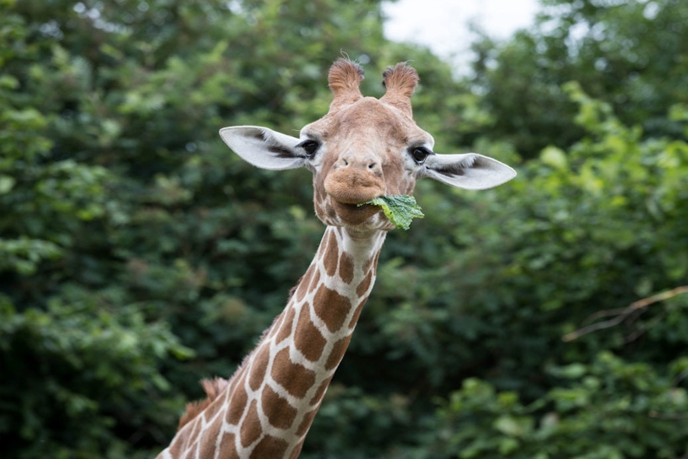 Whipsnade Zoo - Image 1 of 10