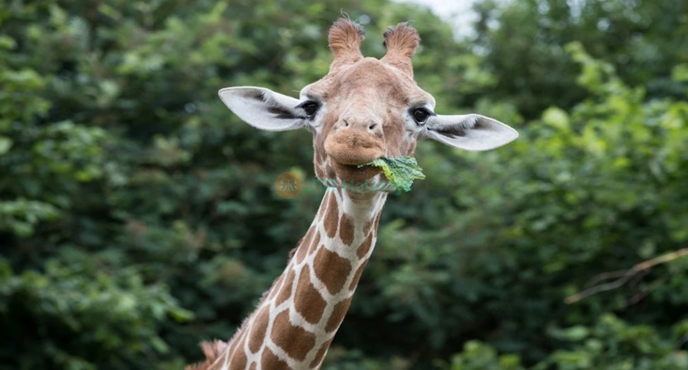 ウィップスネード動物園 - 画像 1 の 5