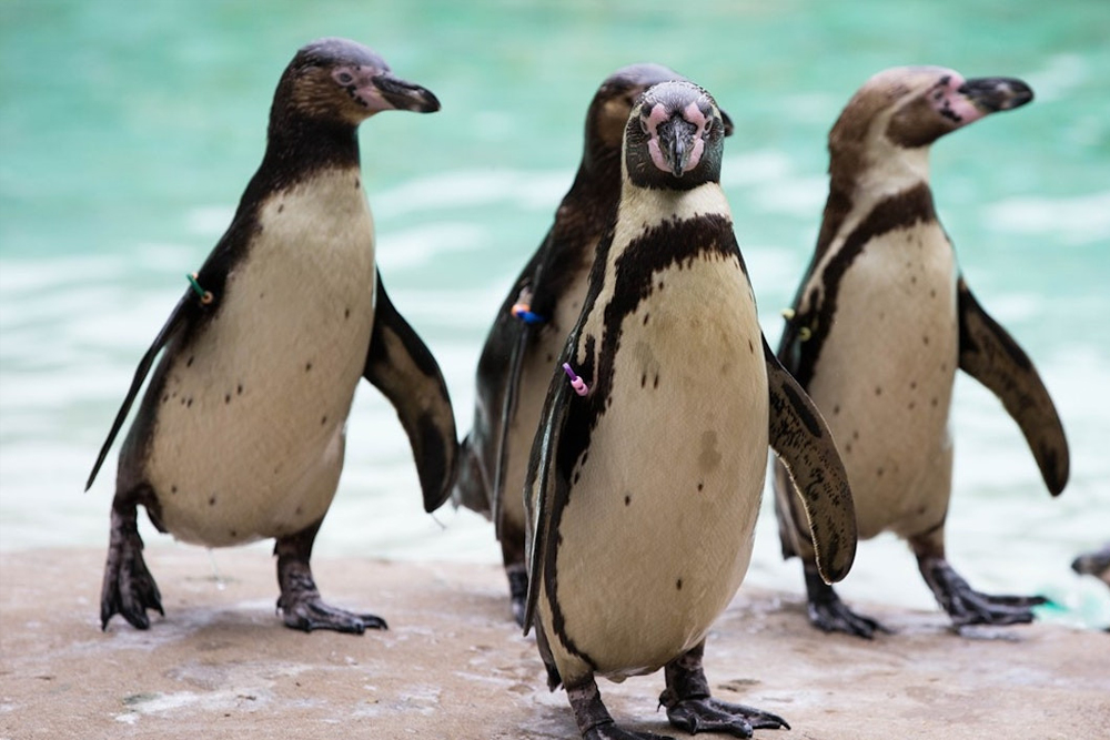 Whipsnade Zoo - Image 2 of 5