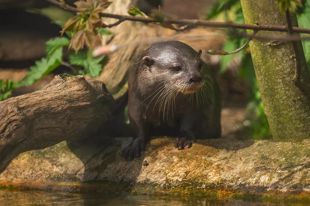 Whipsnade Zoo - Image 3 of 5