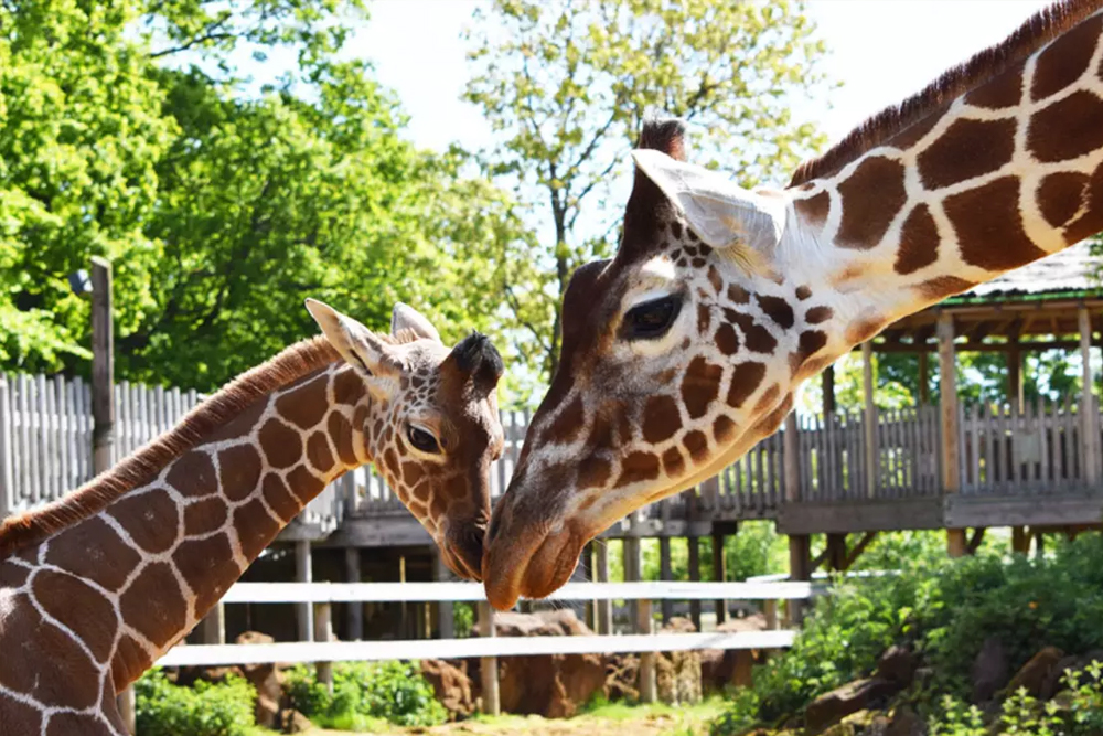Whipsnade Zoo - Image 4 of 5
