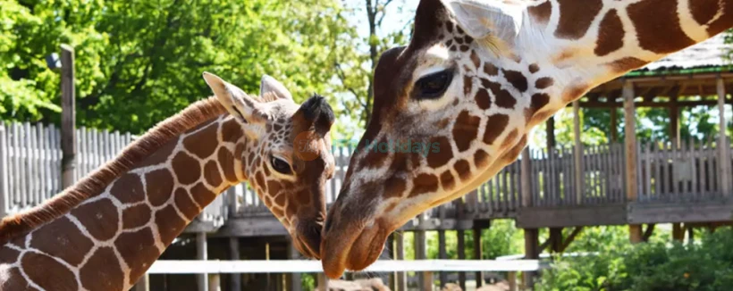 Whipsnade Zoo - Image 4 of 5