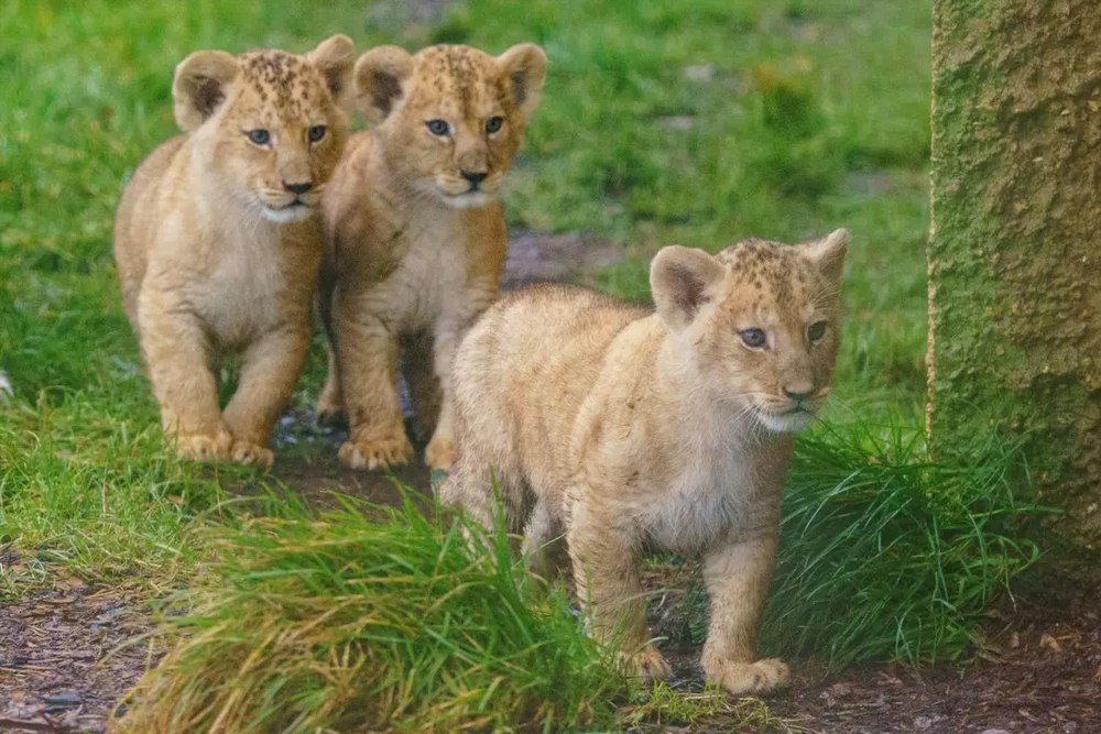 Whipsnade Zoo - Image 5 of 10