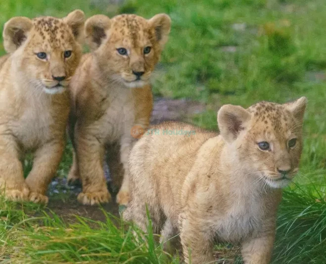 Whipsnade Zoo - Image 5 of 5