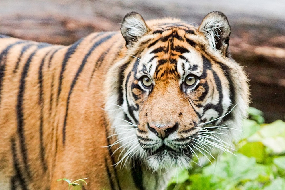 Whipsnade Zoo - Image 6 of 10