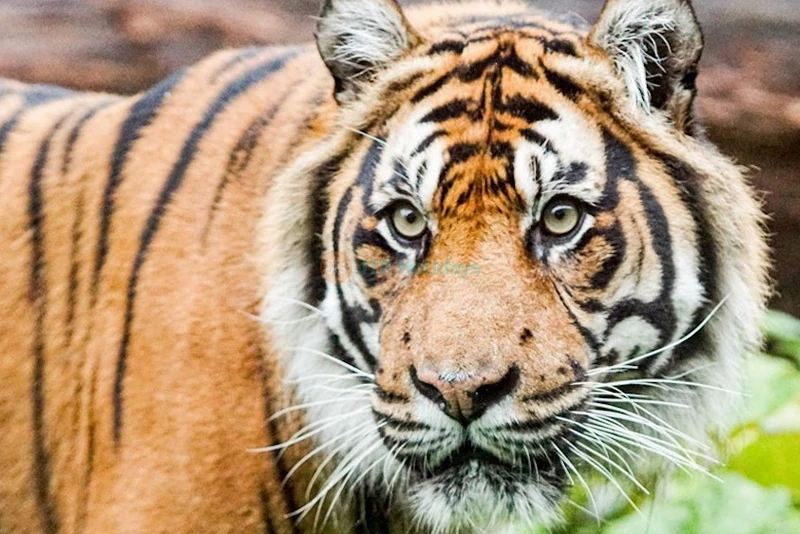 Whipsnade Zoo - Image 6 of 10