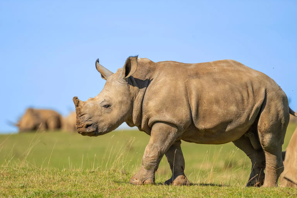 Whipsnade Zoo - Image 7 of 10