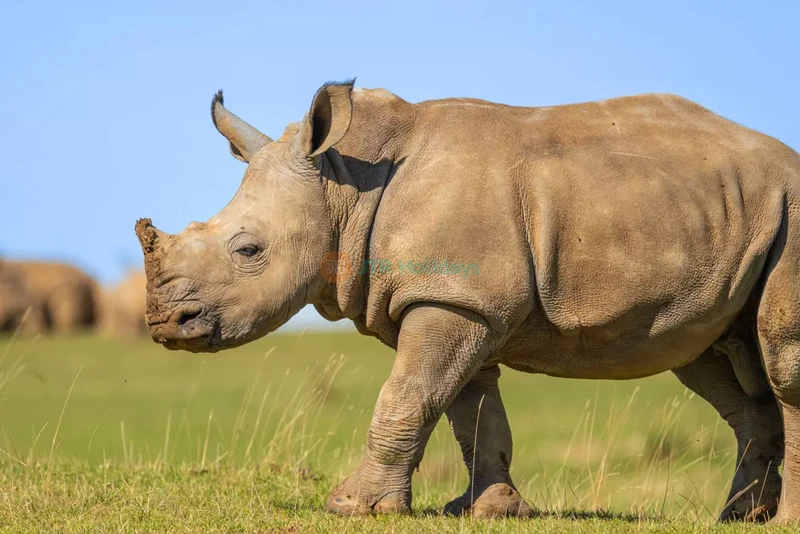 ウィップスネード動物園 - Image 7 of 10