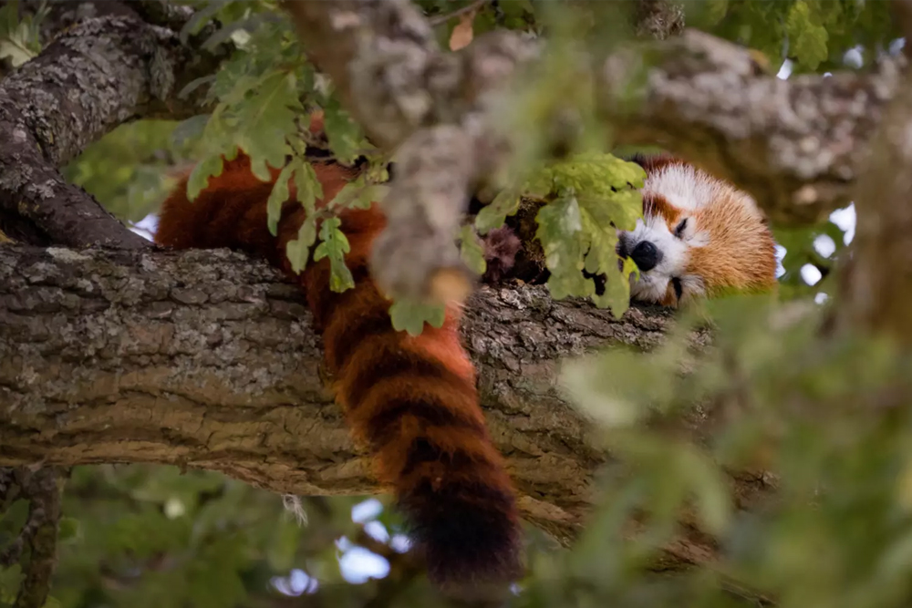 Whipsnade Zoo - Image 8 of 10
