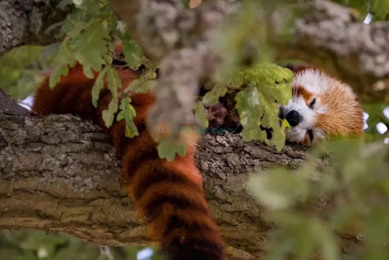 ウィップスネード動物園 - Image 8 of 10