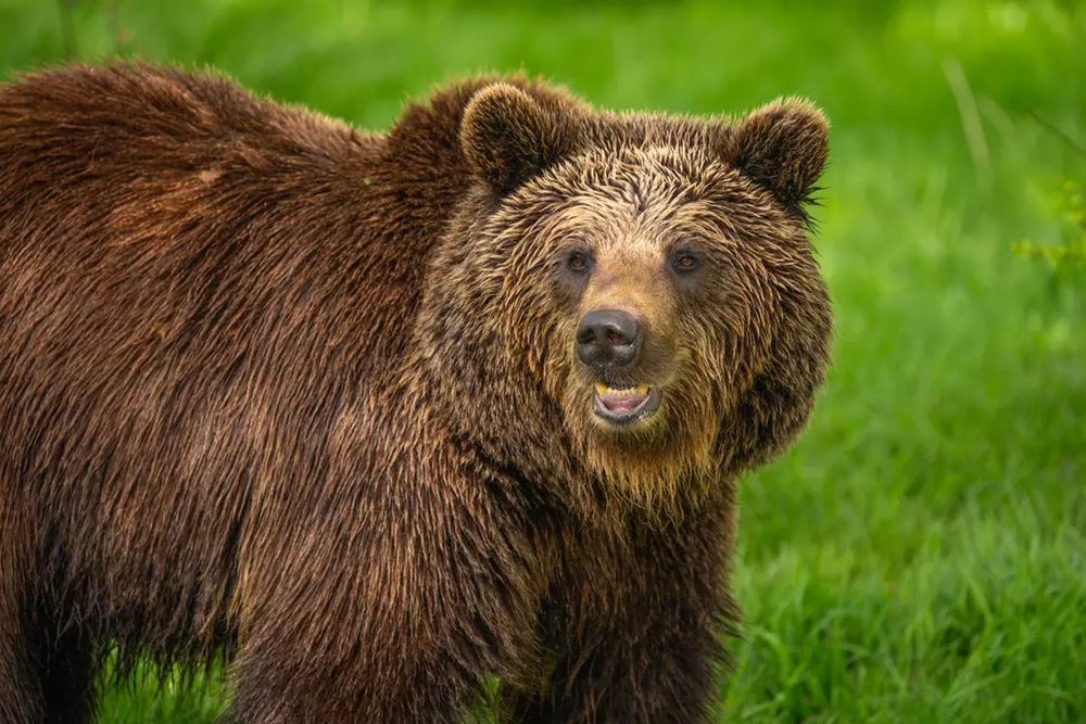 Whipsnade Zoo - Image 9 of 10