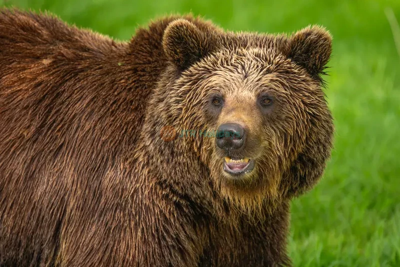 ウィップスネード動物園 - Image 9 of 10