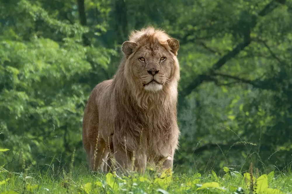 Whipsnade Zoo - Image 10 of 10