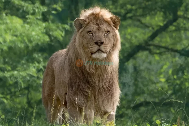 ウィップスネード動物園 - Image 10 of 10