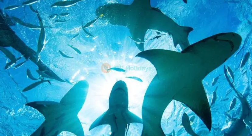 エマール水族館と水中動物園 イスタンブール - Image 1 of 10
