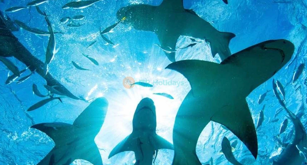 Emaar Aquarium and Underwater Zoo Istanbul | Dive into a Marine Adventure - JTR Holidays - Image 1 of 5