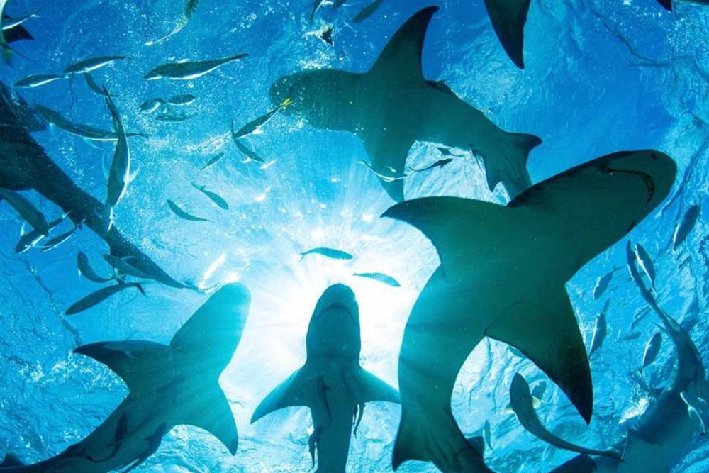 Emaar Aquarium and Underwater Zoo Istanbul - Visit the Emaar Aquarium and Underwater Zoo in Istanbul and explore a world of fascinating marine life. Walk through stunning underwater tunnels and see sharks, stingrays, and exotic sea creatures up close. Enjoy interactive exhibits and educational experiences perfect for all ages. Book your Emaar Aquarium and Underwater Zoo ticket today for an unforgettable adventure! Emaar Aquarium and Underwater Zoo Istanbul - Image 1 of 5