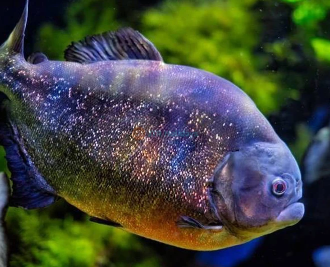 Emaar Aquarium and Underwater Zoo Istanbul | Dive into a Marine Adventure - JTR Holidays - Image 2 of 5