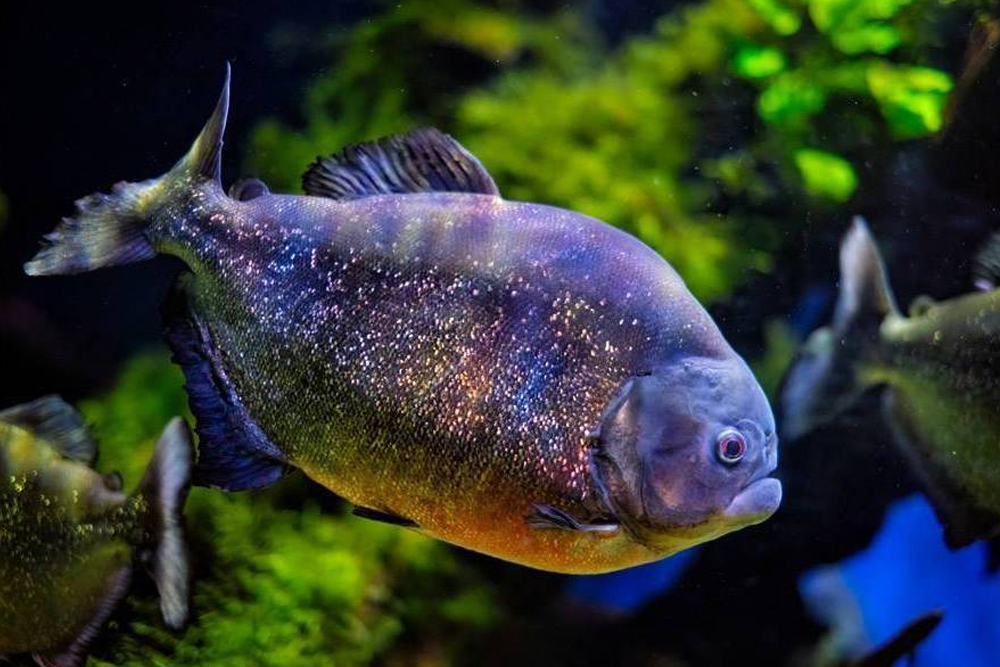 伊斯坦布尔伊玛尔水族馆及水下动物园 - 图片 2 的 5