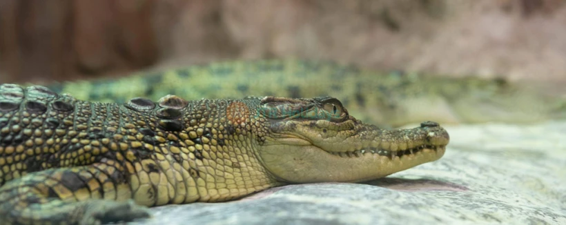 エマール水族館と水中動物園 イスタンブール - 画像 3 の 5