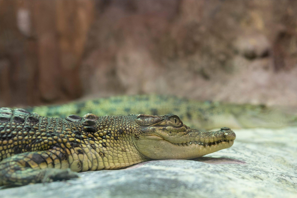 伊斯坦布尔伊玛尔水族馆及水下动物园 - 图片 3 的 5