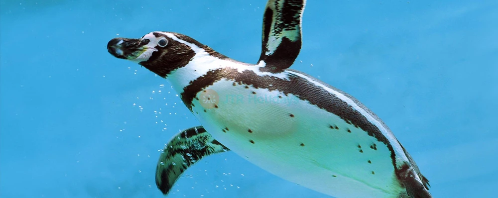 Emaar Aquarium and Underwater Zoo Istanbul | Dive into a Marine Adventure - JTR Holidays - Image 4 of 5