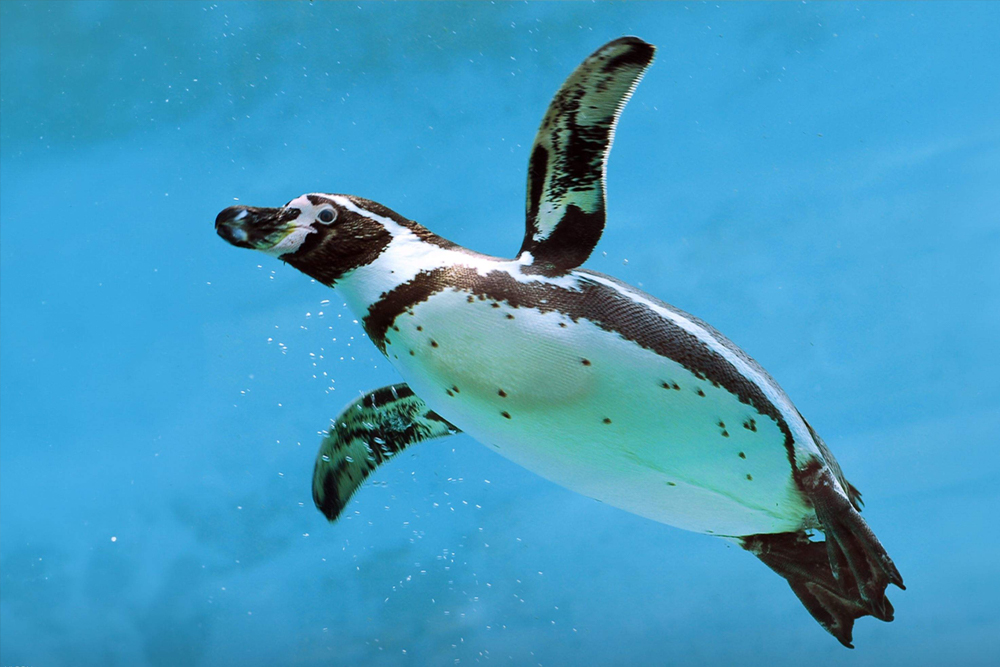 伊斯坦布尔伊玛尔水族馆及水下动物园 - Image 4 of 10