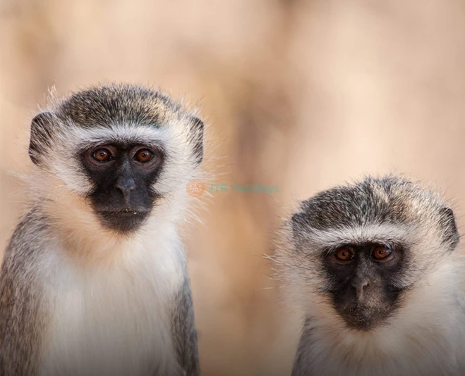 Emaar Aquarium and Underwater Zoo Istanbul | Dive into a Marine Adventure - JTR Holidays - Image 5 of 5