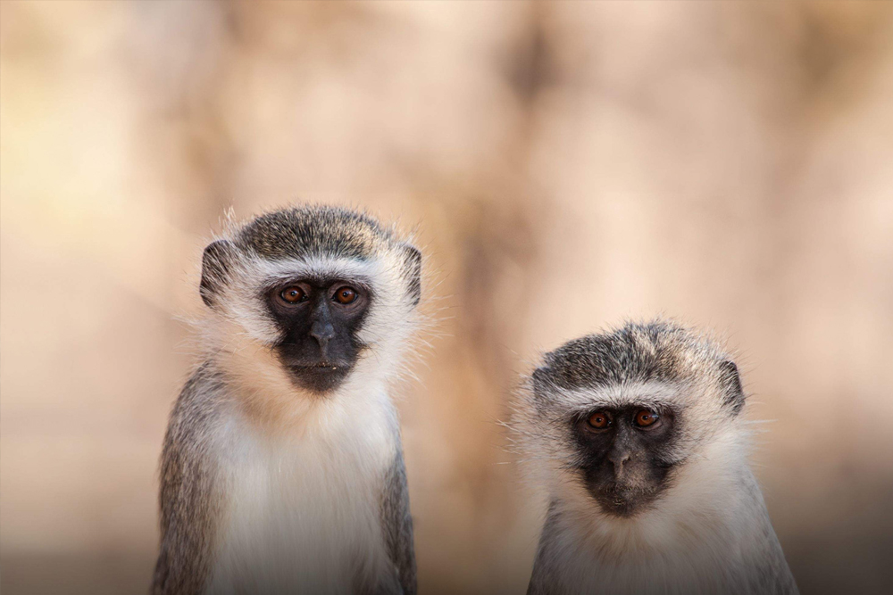 伊斯坦布尔伊玛尔水族馆及水下动物园 - 图片 5 的 5